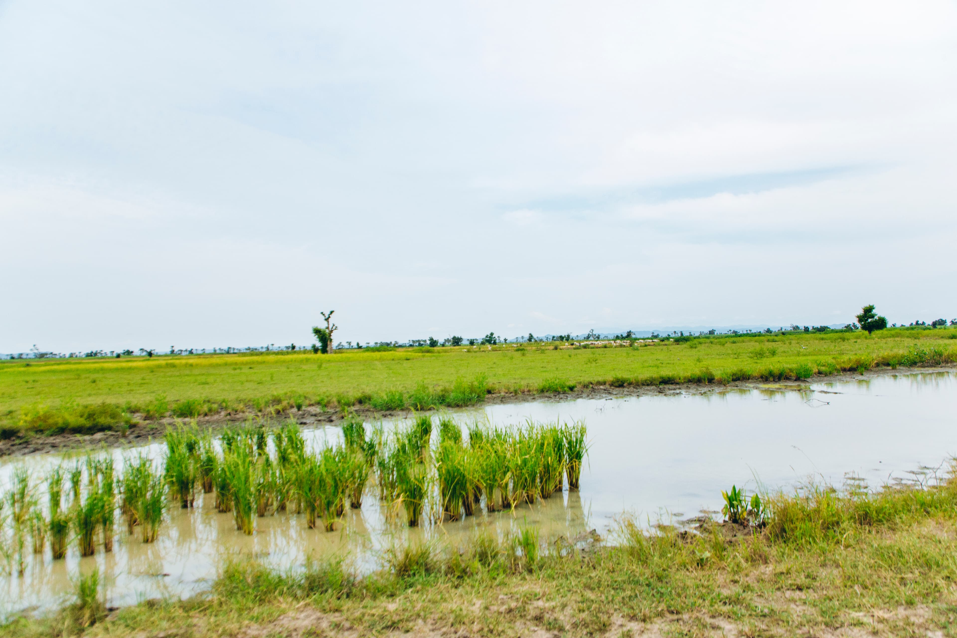 Food and Cash Crops in Adamawa State: Unlocking Agribusiness Potential